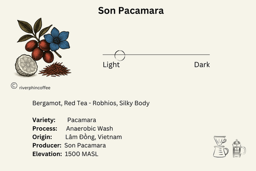 Son Pacamara