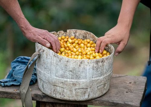 Finca Tres Aguas, Cajamarca Perú