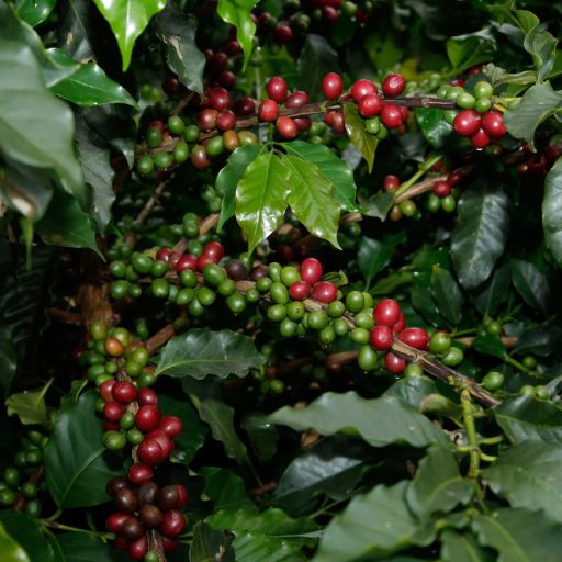 Ethiopia Ardent Guji Washed