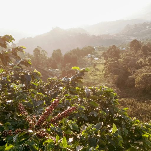 Colombia Los Patios Geisha【Peach】