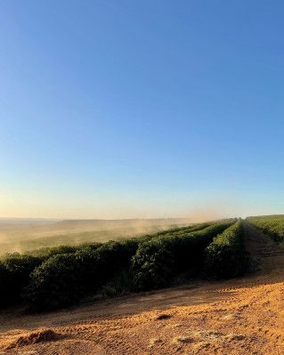 Espresso Blend, Brazílie