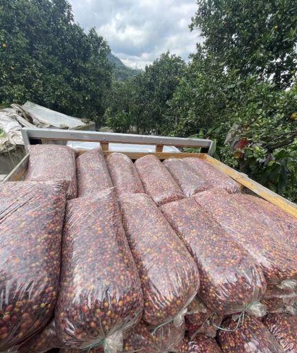 Colombia Huila Farms Purple Caturra Co-Fermented Grape Mossto Honey