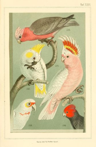 Ethiopia Kokose Natural