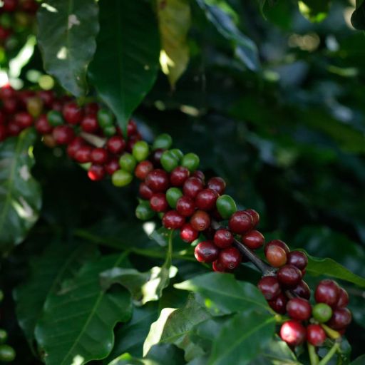 Panama La Huella Lot 19