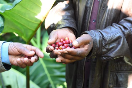 Tanzania Mwika North AMCOS