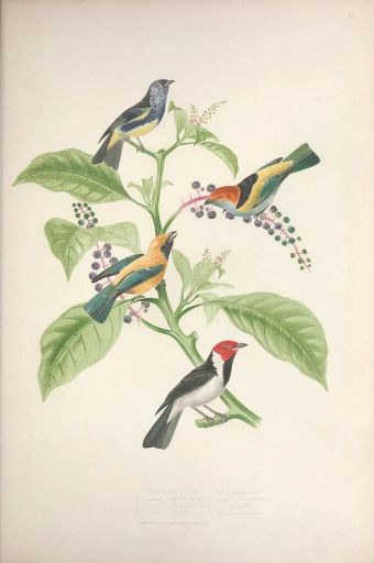 Ethiopia Banko Gotiti Natural