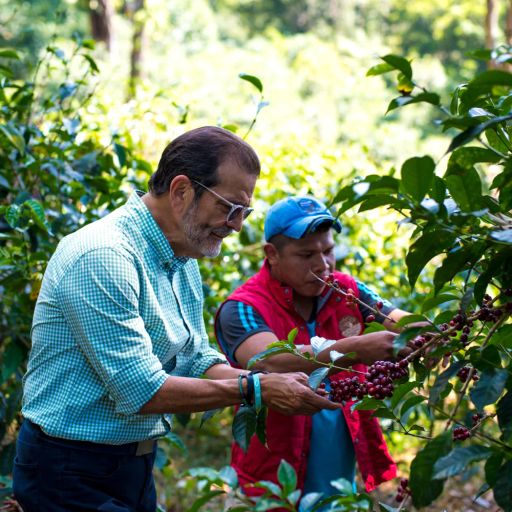 Panama Auromar【Lupao】
