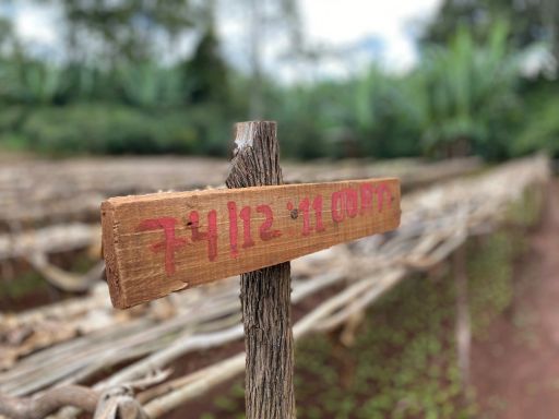 Eþíópíu kaffi - Dimtu - Þvegið