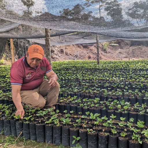 Calama La Paz Pacamara, Bolivia | FILTER