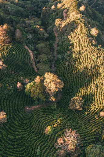 Costa Rica Corazón de Jesús