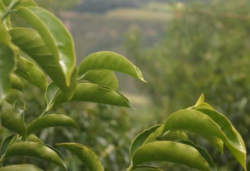 Colombia 575 Mundo Novo