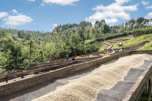 Kenya Nyeri Hill Estate AA