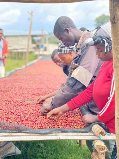 Dukamo Family - Heirloom Natural