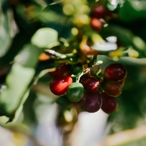 Costa Rica Finca Monte Alto Lot 1