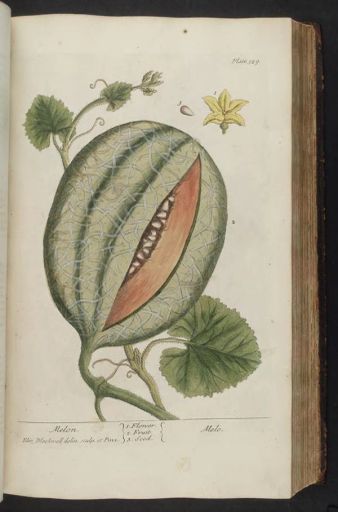 Papua New Guinea Timuza