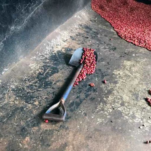 Kenya Handege by Ritho FCS – Peaberry