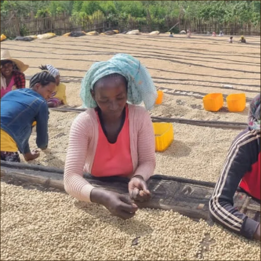 Ethiopia Guji Gogogu Natural