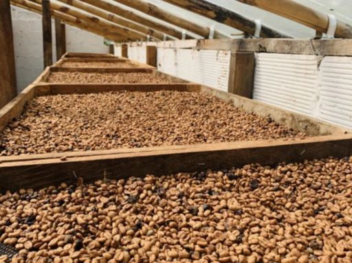 Colombia Finca La Luisa Caturra Pineapple Coferment Honey Process