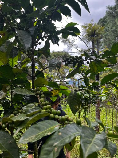 San Cristóbal el Alto - Guatemala