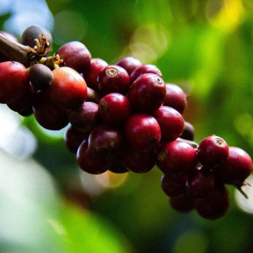 Guatemala Lomas Altas