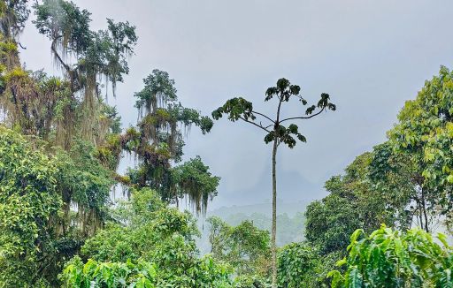 Costa Rica Labrador Anaerobic