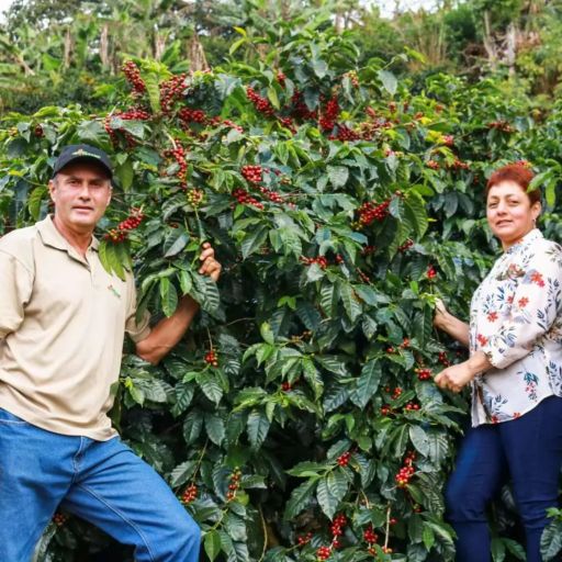 Costa Rica - FARAMI - Red Honey Geisha - By Juan Luis Fallas - CoE 2013 #3