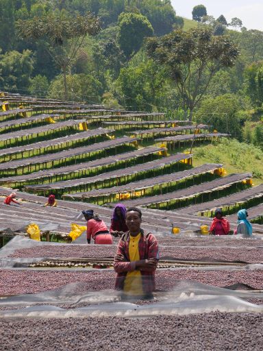 Ethiopia Banko Gotiti Premium G1 Natural