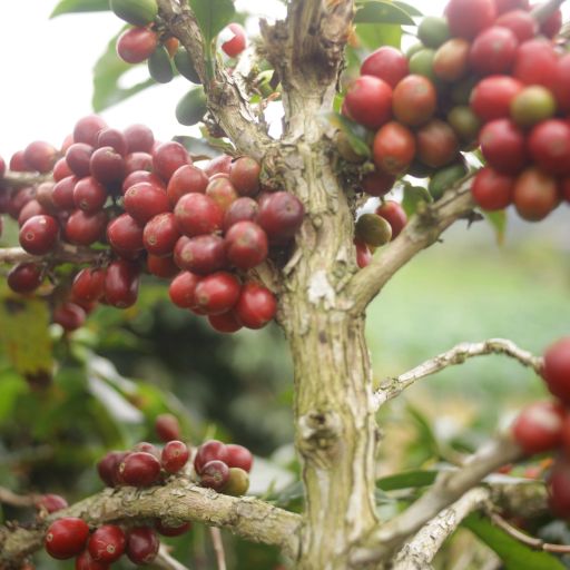 Gayo Sesongot - Anaerobic Natural - 2025