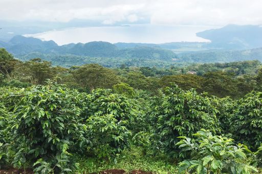 Honduras Robert Figueroa