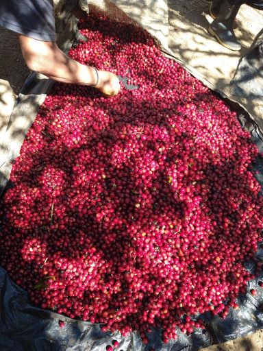 El Salvador kaffi - Finca Kilimanjaro - berþurrkað - Aida Batlle Filter