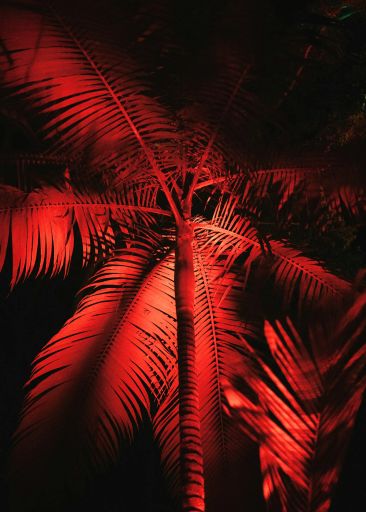 Tropical Fusion, Colombian: (Medium Roast)