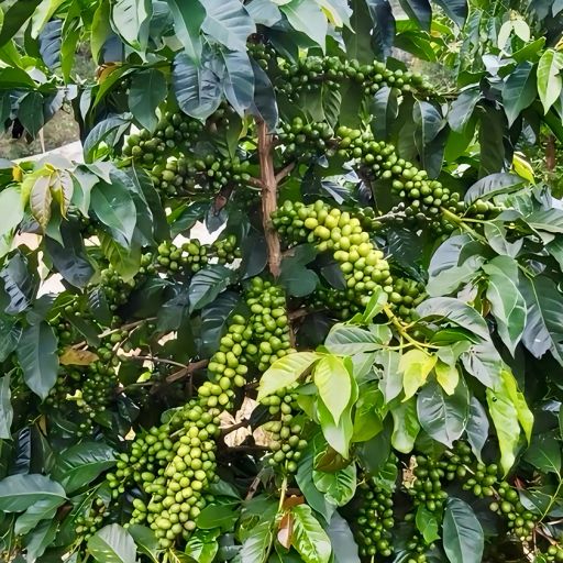 Paradise Mountain Decaf, Papua New Guinea