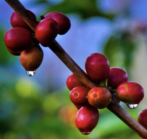 Costa Rica Solis & Cordero Santa Maria Anaerobic Natural