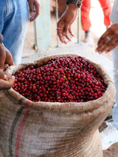 Ethiopia Nensebo Werka G1 Natural