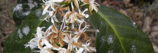 #1 Champion Coffee Costa Rica, Honey Gesha