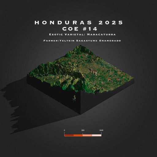 2025 Honduras COE # 14 | La Pila | Maracaturra | Natural