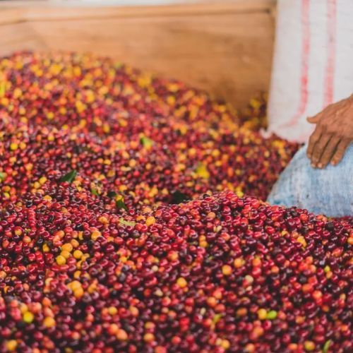 Colombia – GEISHA Nestor Lasso