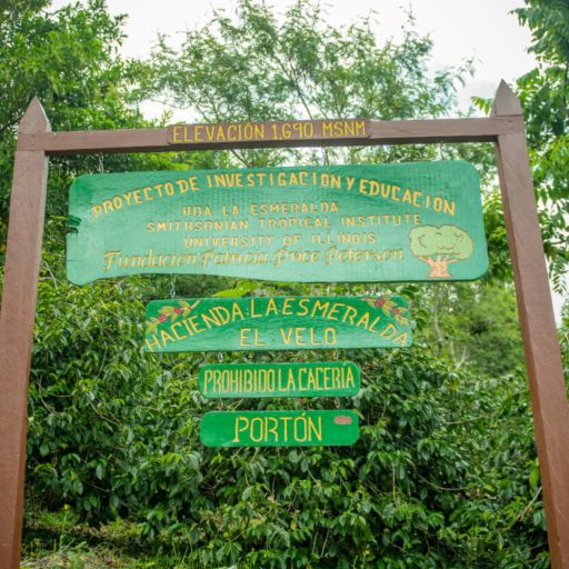 Panama - Hacienda Esmeralda - El Velo Porton Lot 2BANC Geisha