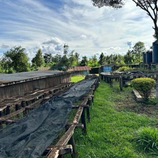 Kenya - Kamavindi - SL34 Single Variety