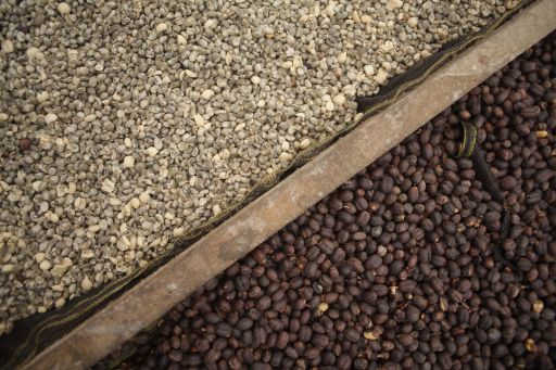 Gayo Sesongot - Winey Natural