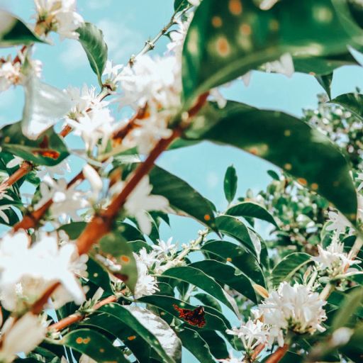 Colombia El Paraiso【Geisha "Letty"】