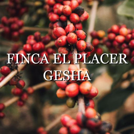 Colombia Finca El Placer