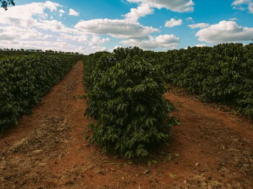 Brazil Eagle Monte Carmelo