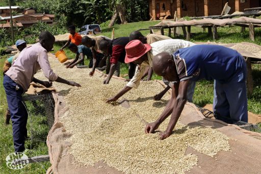 Búrúndi kaffi - Matongo - Þvegið