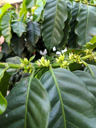 Colombia Encanto Gesha Honey