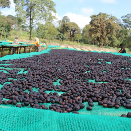 Ethiopia Uraga Raro【Fermented Natural】