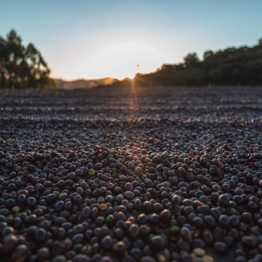 Ethiopia - Duwencho G/H/D Buna Amrach - Natural (Underscreen Selection)