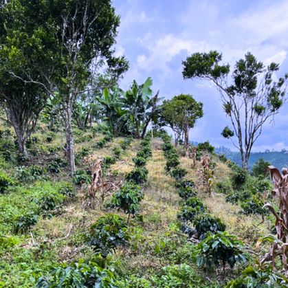 Colombia Anaerobic Fermentation