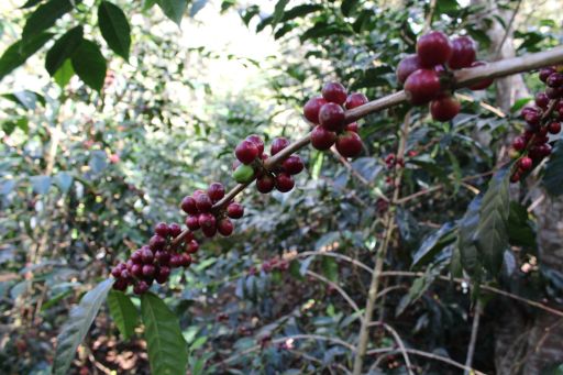 Peru Natividad Cornejo