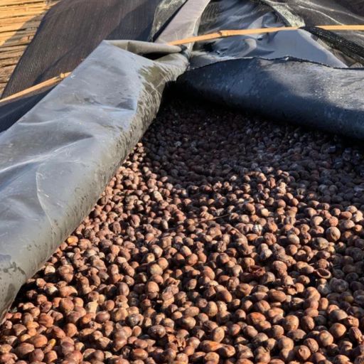 Ethiopia - Kercha Sakicha - Pile Up Processing